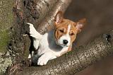 BASENJI 245